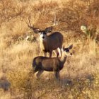 AR18-Big Mule Deer Buck